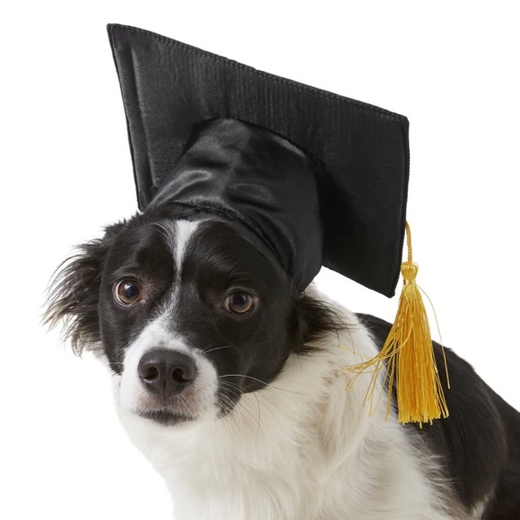 Pet Graduation Cap Puppy Hat Black Yellow Gold Tassel Dog Cat School S/M 2024 - Picture 1 of 5